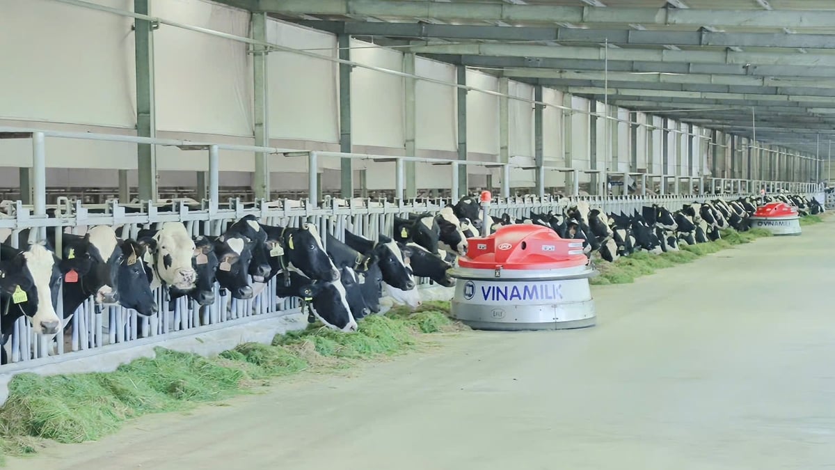 Khu vực chăn nuôi bò sữa của Green Farm. Ảnh: CTV.