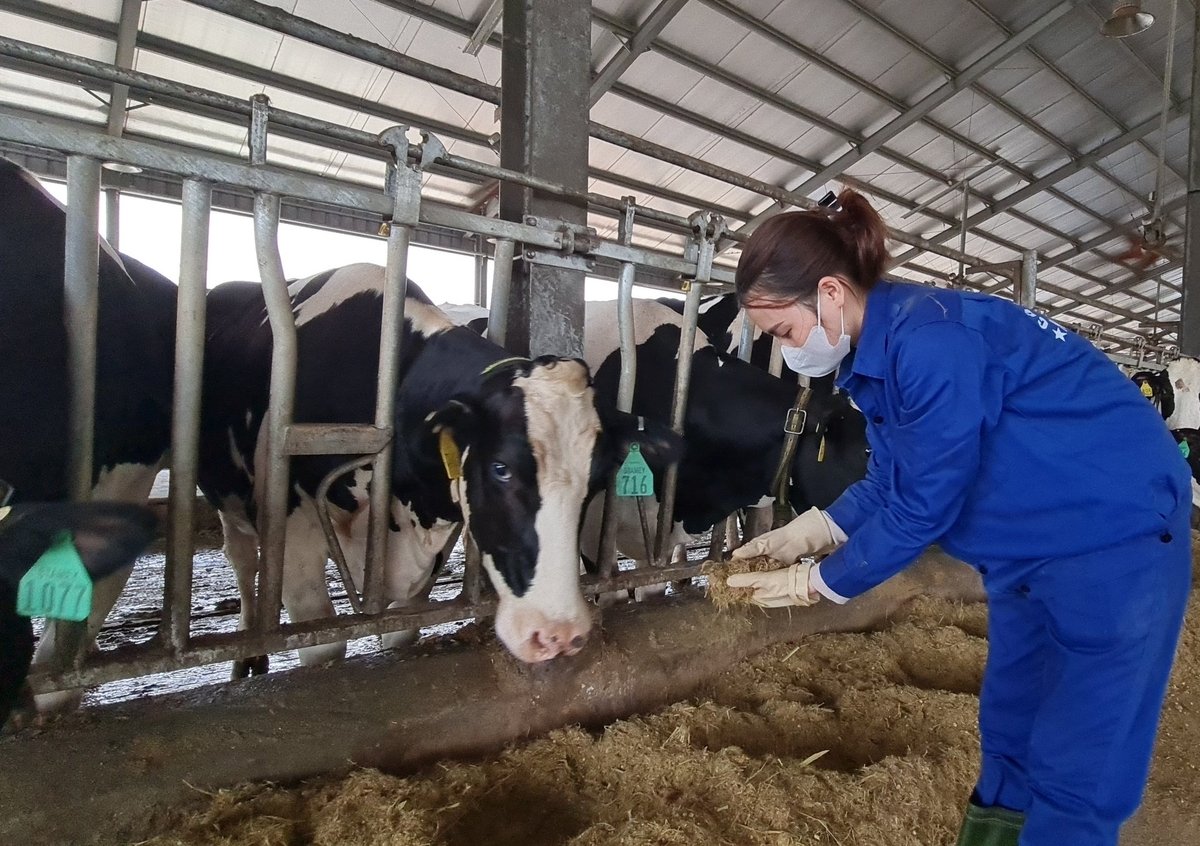 Nhờ ổn định đồng cỏ, đàn bò của Công ty cổ phần Hồ Toản có nguồn thức ăn dồi dào, phát triển ổn định và cho sữa chất lượng. Ảnh: Đào Thanh.