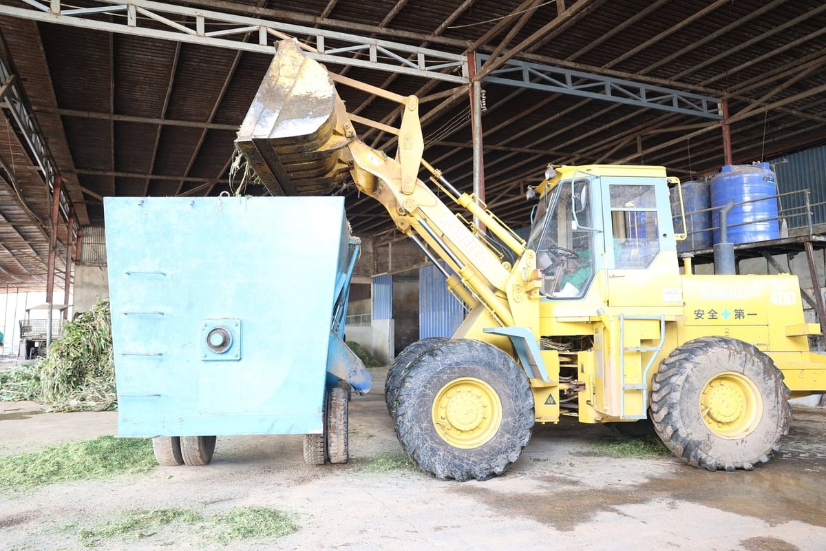 Công ty Pacow dùng xe cơ giới chuyện dụng phối trộn thức ăn cho đàn bò. Ảnh: Trần Trung.