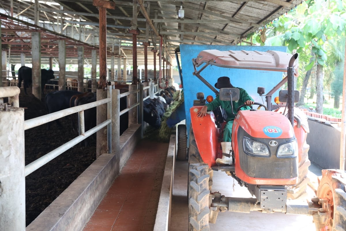 Xe cơ giới chuyện dụng phân phối thức ăn cho đàn bò. Ảnh: Trần Trung.