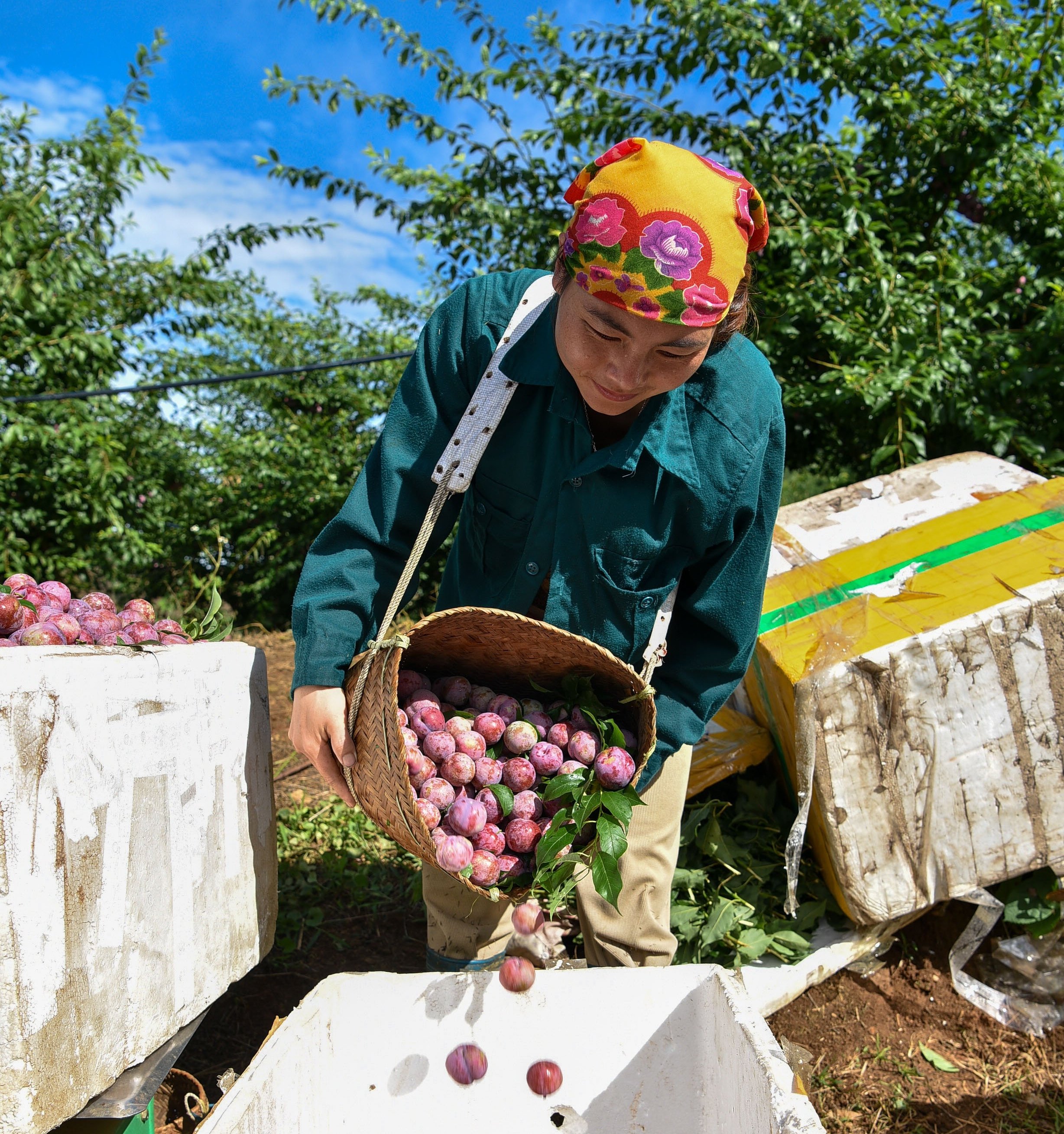Thu hái mận tại bản Lao Khô. Ảnh: Dương Đình Tường.