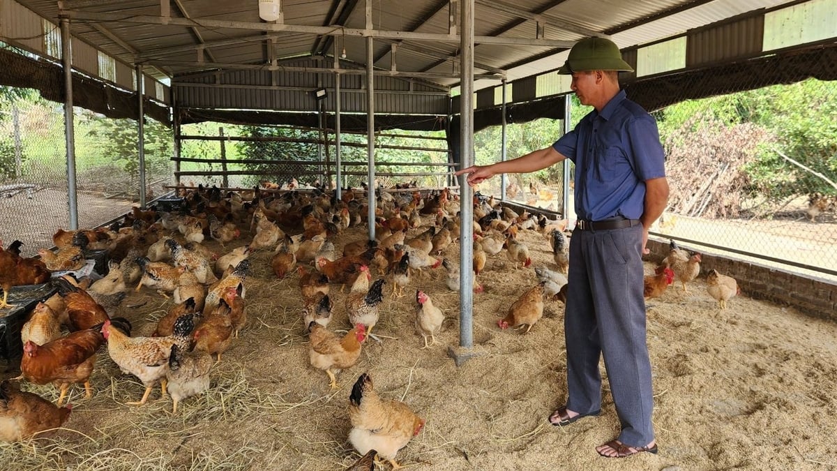 Ông Hoàng Văn Cường đã xây dựng hệ thống chuồng trại chắc chắn để bảo vệ đàn gà Tiên Yên. Ảnh: Nguyễn Thành.