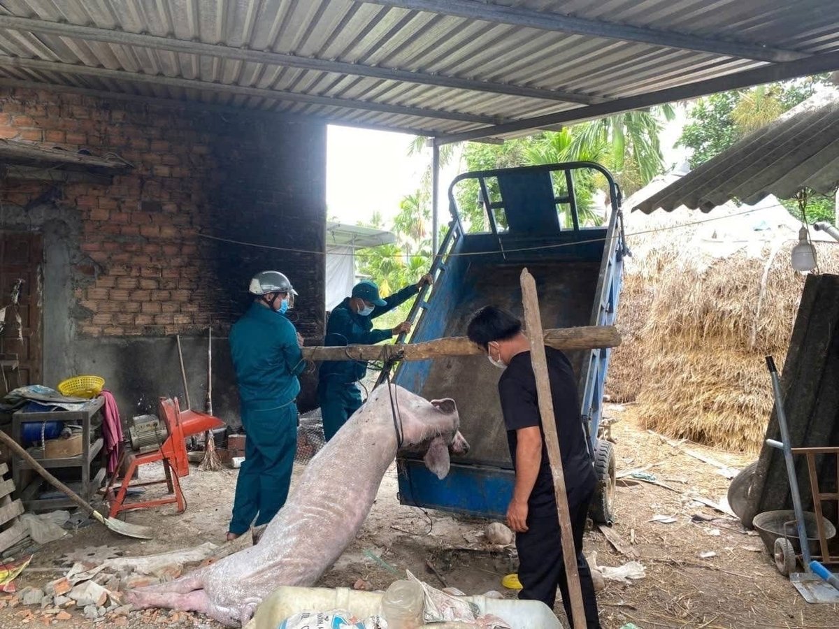 Các hộ chăn nuôi điêu đứng vì dịch tả lợn Châu Phi diễn biến phức tạp. Ảnh: Võ Hà.