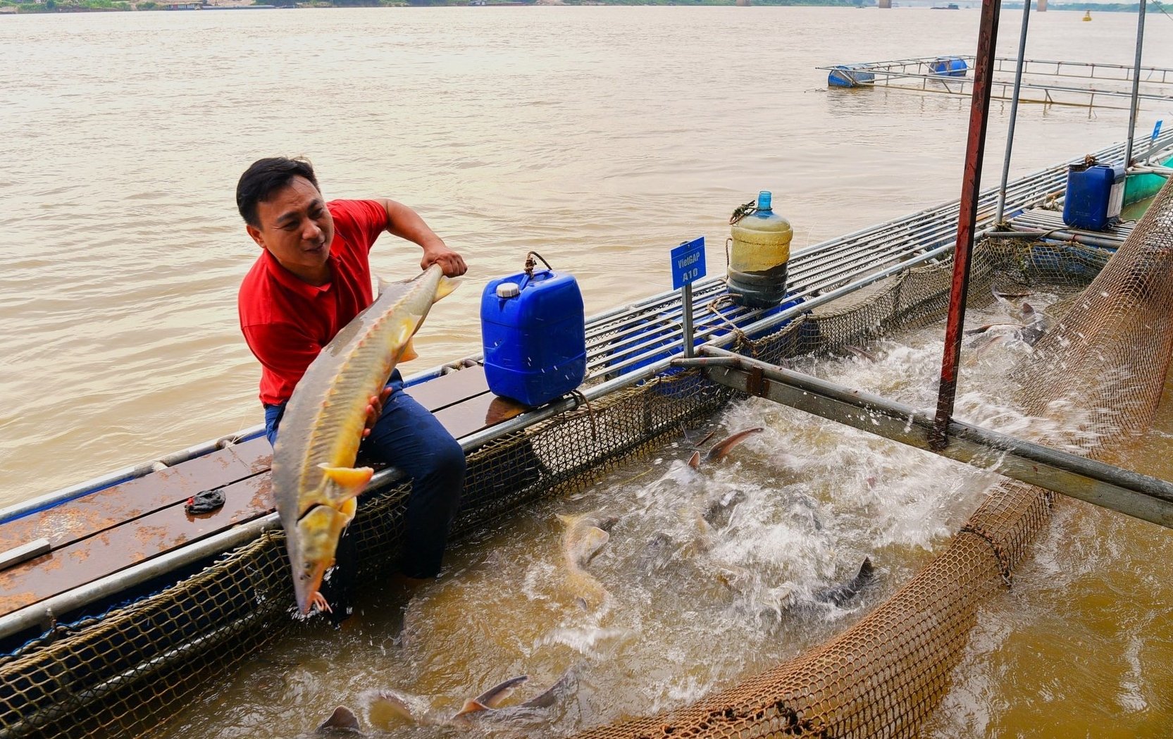Khu nuôi cá tầm trên sông Hồng tại Hà Nội của anh Nguyễn Văn Tình. Ảnh: Dương Đình Tường.