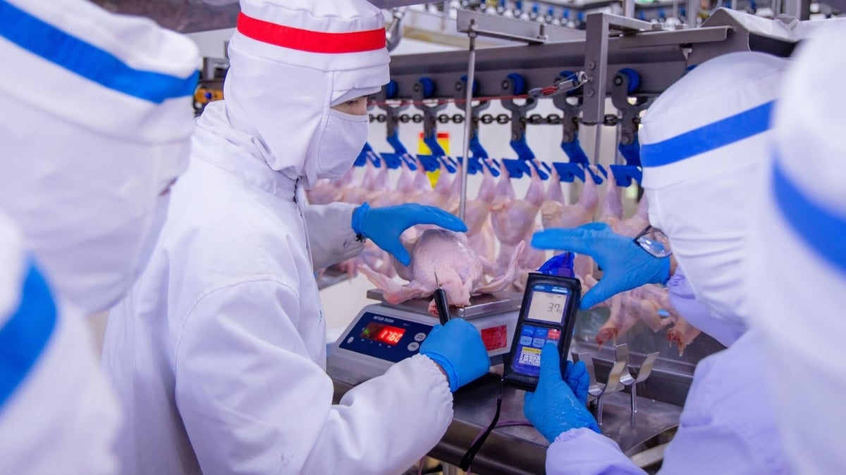 Nhân viên nhà máy kiểm tra nhiệt độ gà để điều chỉnh nhiệt độ khu sản xuất thích hợp nhằm tiết kiệm năng lượng, đảm bảo giữ được phẩm chất gà sau chế biến tươi ngon nhất. Ảnh: TT.