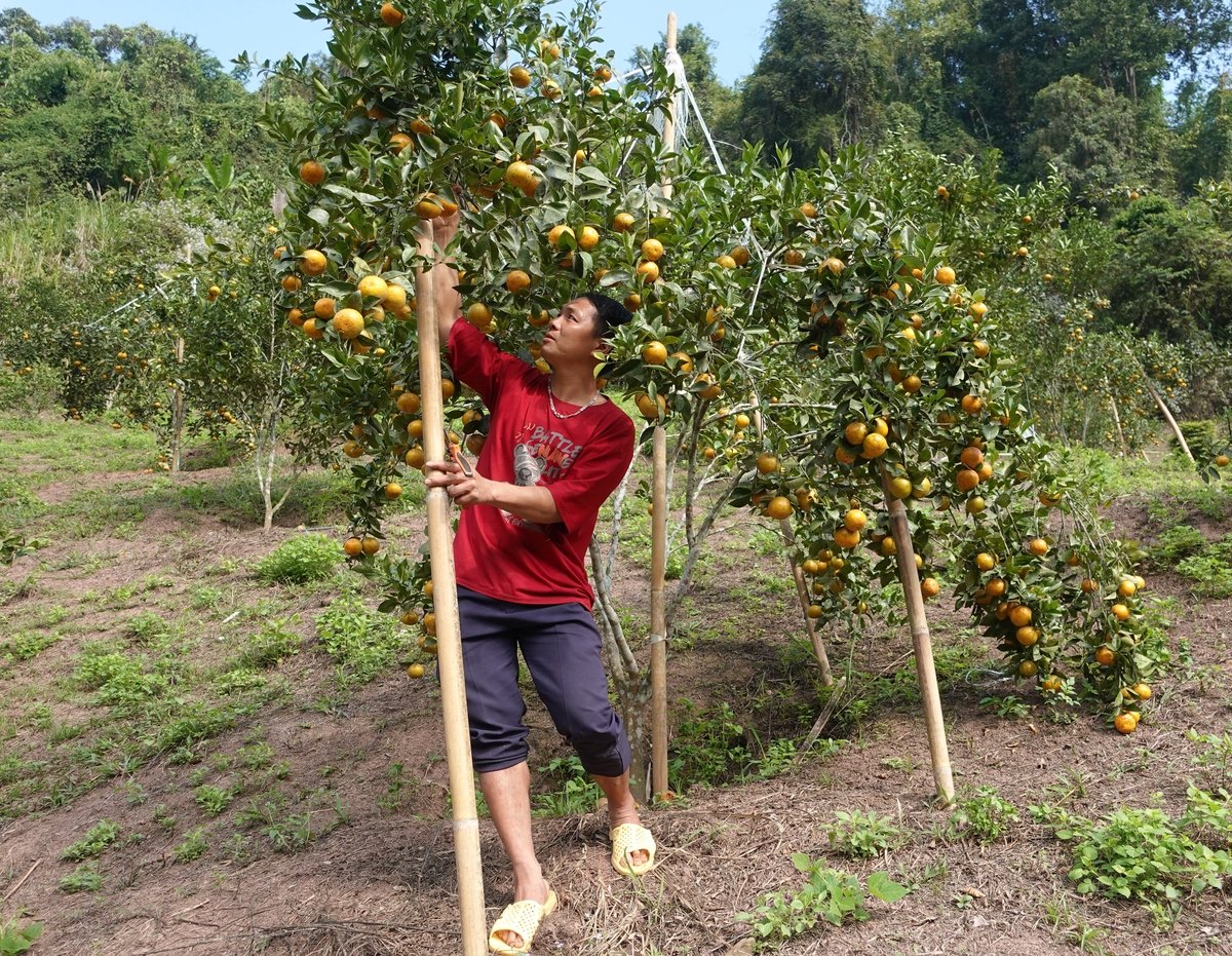 Gia đình anh Lảnh có thu nhập ổn định nhờ trồng quýt. Ảnh: Hoàng Châu.