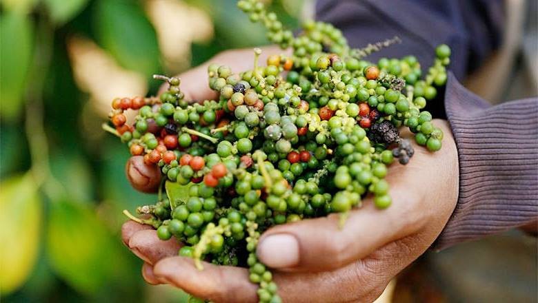 Giá tiêu ngày 18/7: Giữ nguyên 113.000 đồng/kg - Ảnh 1