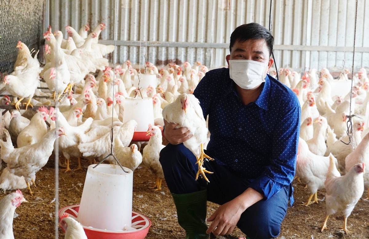 Công tác phòng chống dịch bệnh trong chăn nuôi những năm qua được Vĩnh Phúc duy trì hiệu quả, góp phần ổn định đàn vật nuôi và bảo vệ sản xuất. Ảnh: Hồng Thắm. Công tác phòng chống dịch bệnh trong chăn nuôi những năm qua được Vĩnh Phúc duy trì hiệu quả, góp phần ổn định đàn vật nuôi và bảo vệ sản xuất. Ảnh: Hồng Thắm.