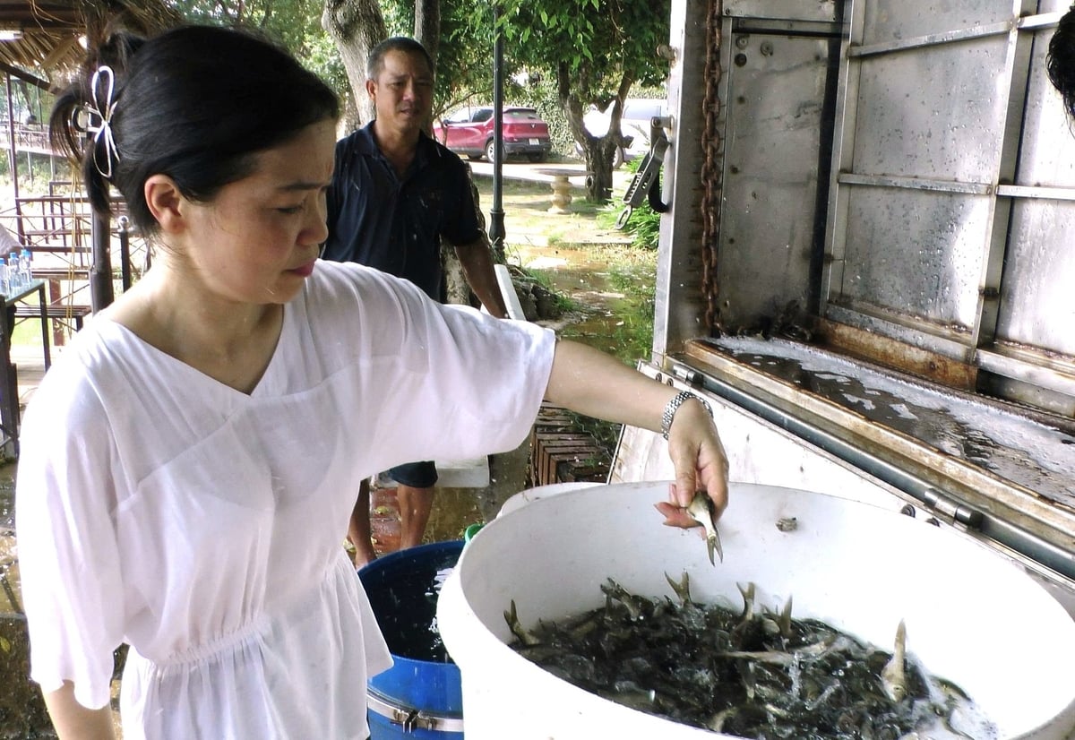 Chất lượng cá giống cũng được giám sát, kiểm tra nghiêm ngặt trước khi thả xuống hồ. Ảnh: Thanh Tiến.