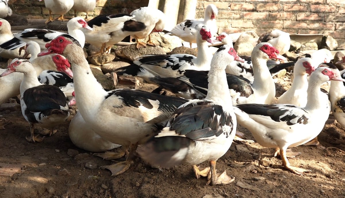 Ngan sao Đầm Hà có giá bán dao động từ 100.000-120.000đ/kg. Ảnh: Nguyễn Thành.