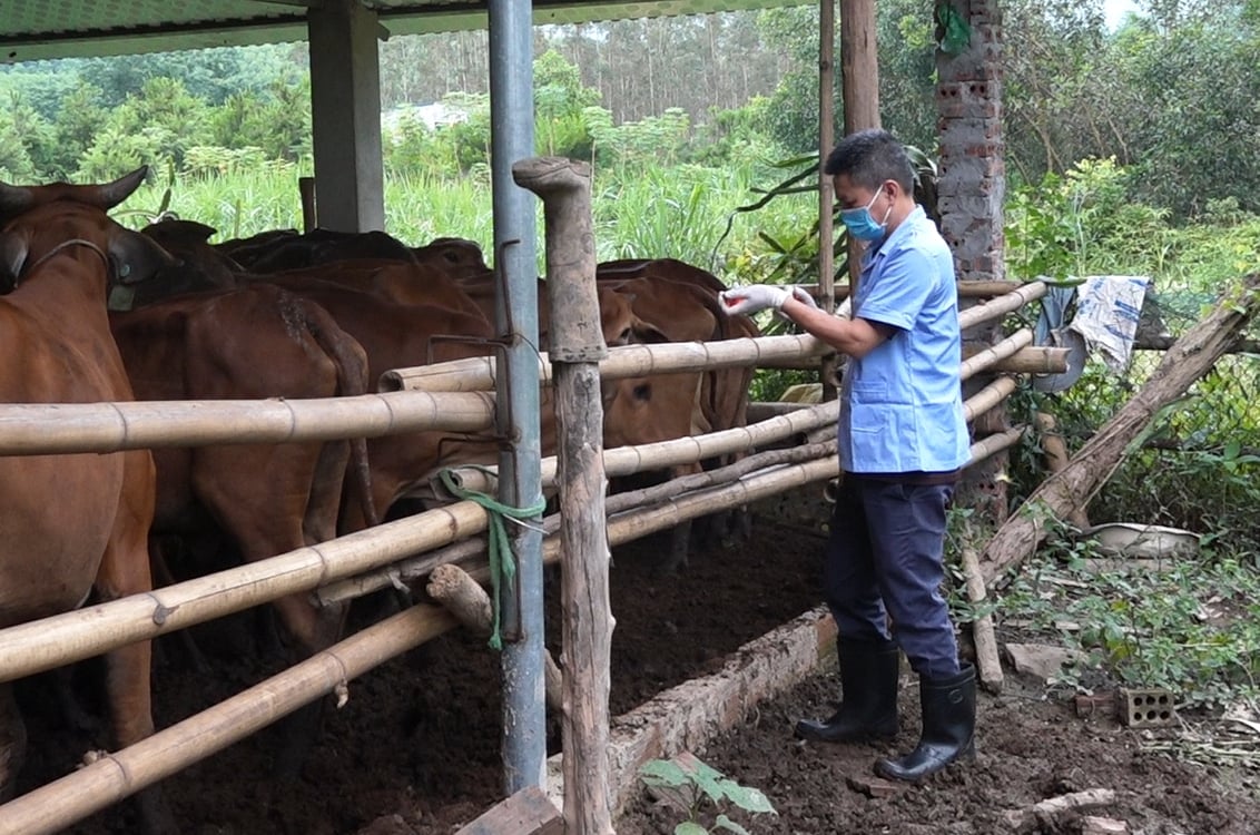 Cán bộ thú y cơ sở hỗ trợ người dân tiêm phòng cho đàn vật nuôi. Ảnh: Nguyễn Thành.