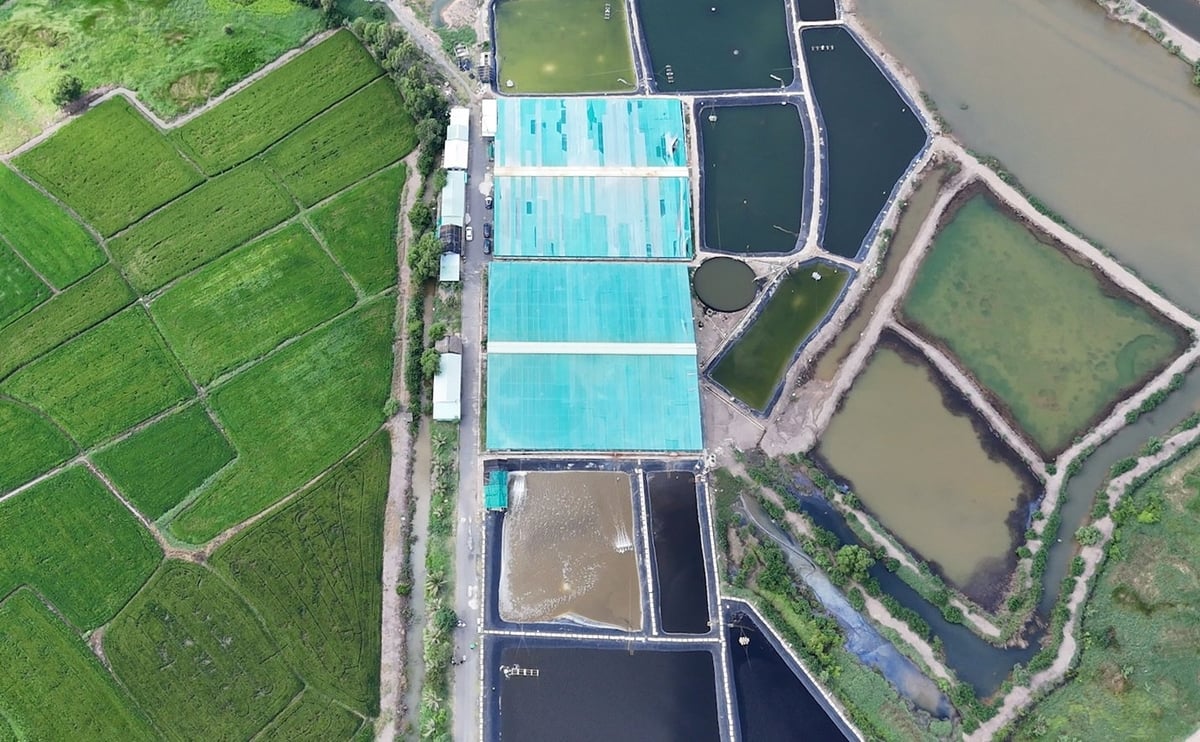 HTX Nông nghiệp Quyết Thắng là mô hình ứng dụng tuần hoàn nước tiêu biểu trong nuôi tôm thẻ chân trắng tại TP.HCM (mới). Nhờ đó, HTX kiểm soát dịch bệnh trên tôm khá tốt và góp phần bảo vệ môi trường. Ảnh: Lê Bình.