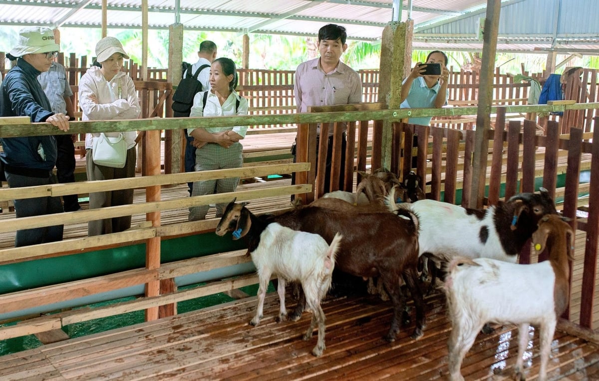 Mô hình chăn nuôi dê sinh sản gắn với du lịch sinh thái tại xã Tây Ninh Hòa, tỉnh Khánh Hòa. Ảnh: A. Tuấn.
