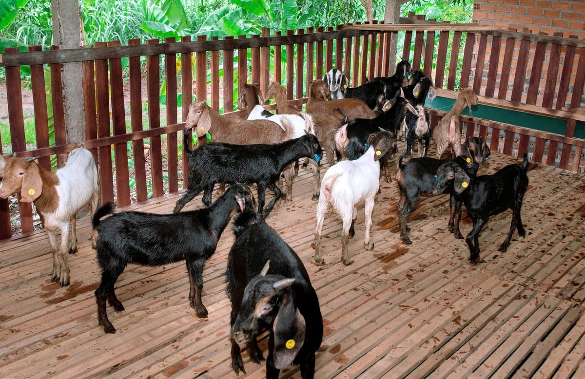 Mô hình chăn nuôi dê gắn với du lịch sinh thái tại tỉnh Khánh Hòa. Ảnh: KS.