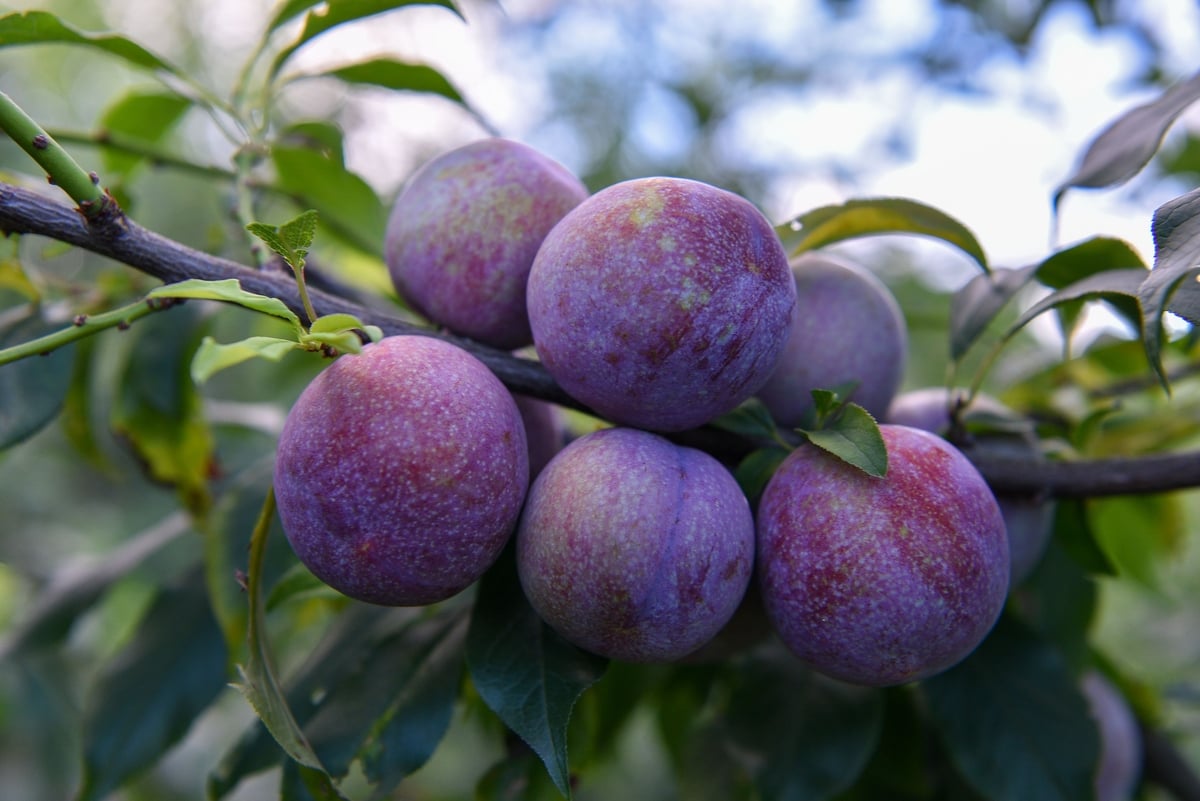 Cận cảnh quả mận Lao Khô. Ảnh: Dương Đình Tường.