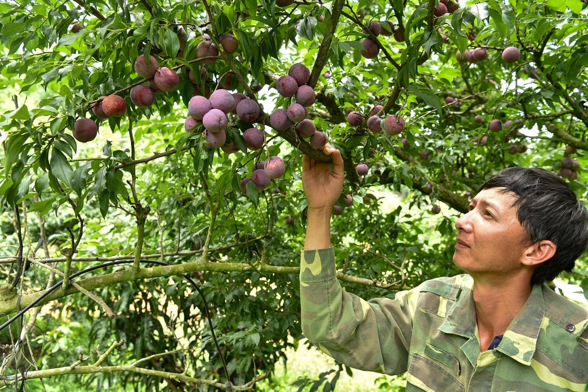 Anh Nguyễn Trung Kiên kiểm tra vườn mận. Ảnh: Dương Đình Tường.