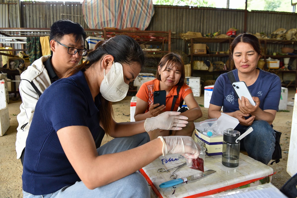 Cán bộ huyện đang xét nghiệm mận của HTX Kiên Cường Phiêng Khoài. Ảnh: Dương Đình Tường.
