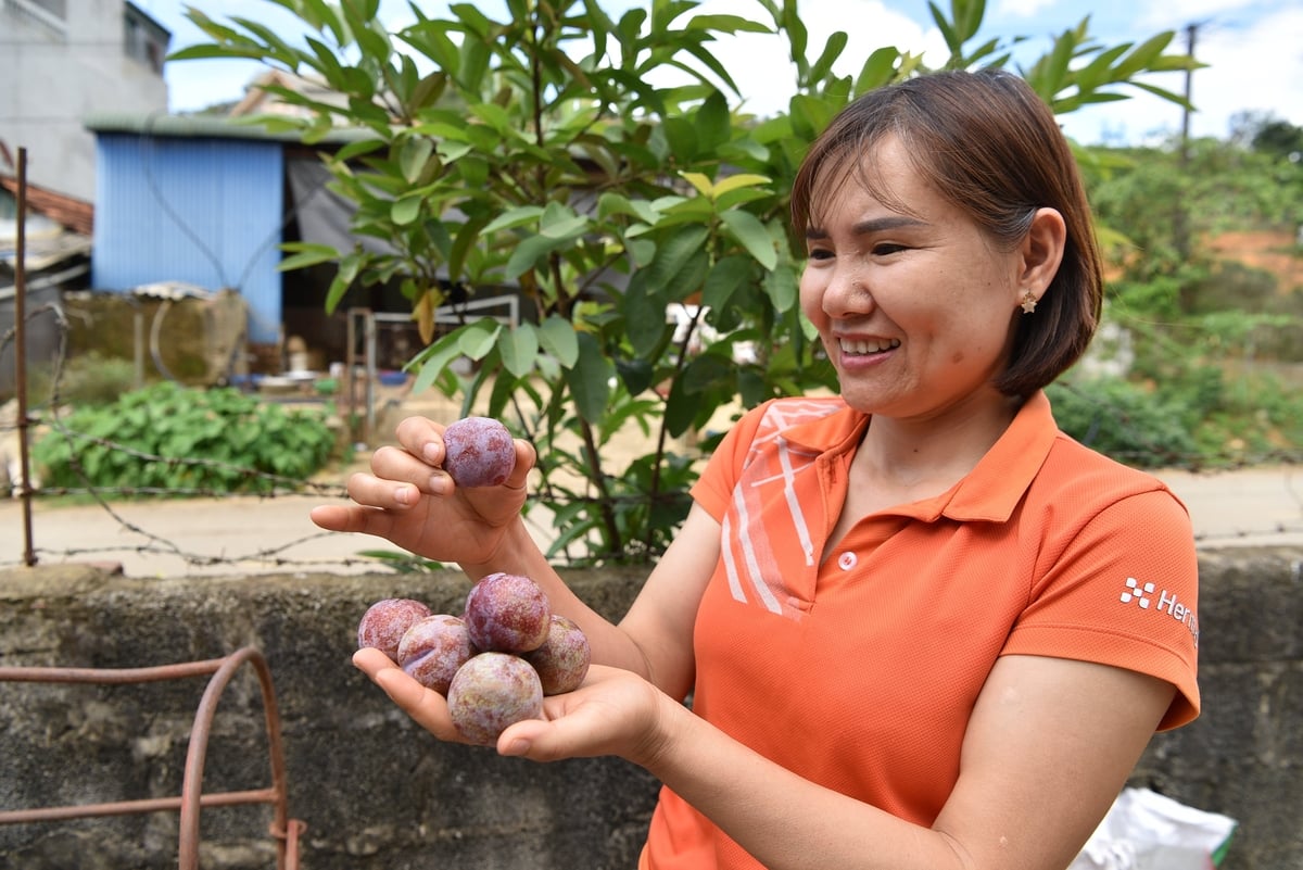 Chị Nguyễn Thị Nguyệt - Phó Giám đốc HTX Kiên Cường Phiêng Khoài bên những quả mận ngố. Ảnh: Dương Đình Tường.