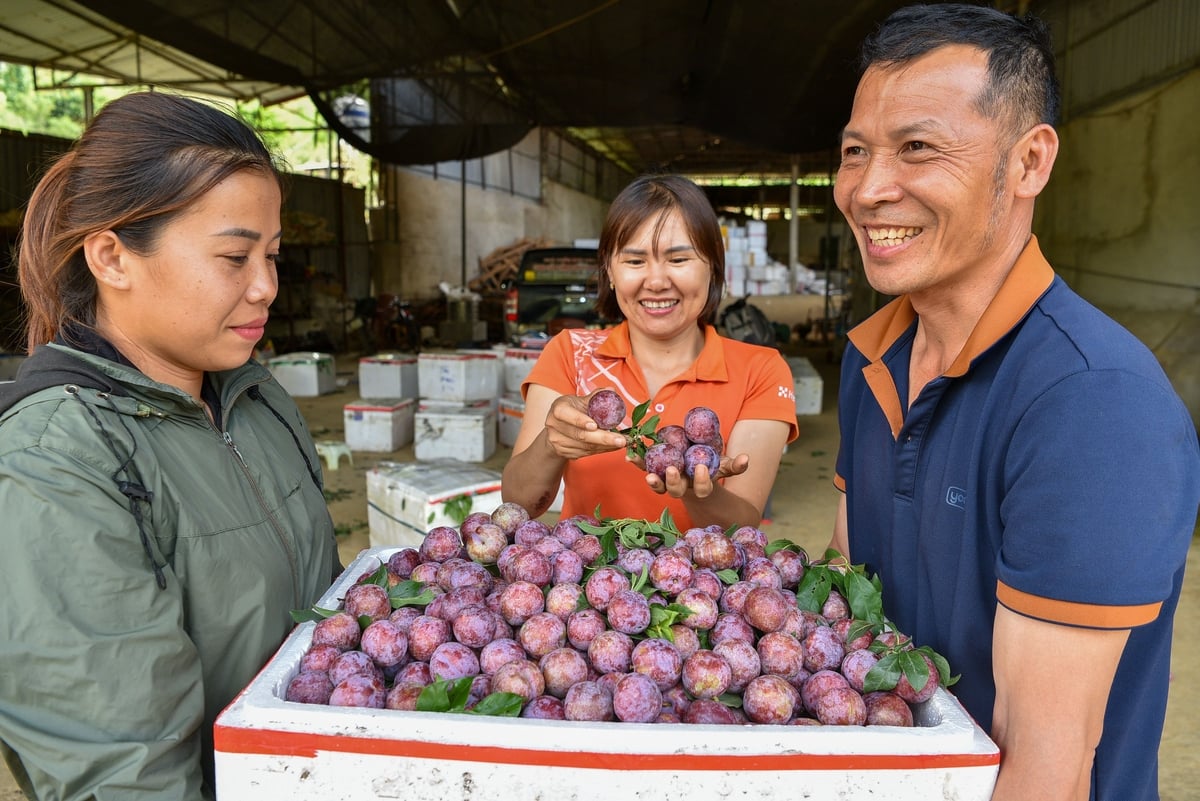 Thùng mận ngố chuẩn bị đưa ra thị trường. Ảnh: Dương Đình Tường.
