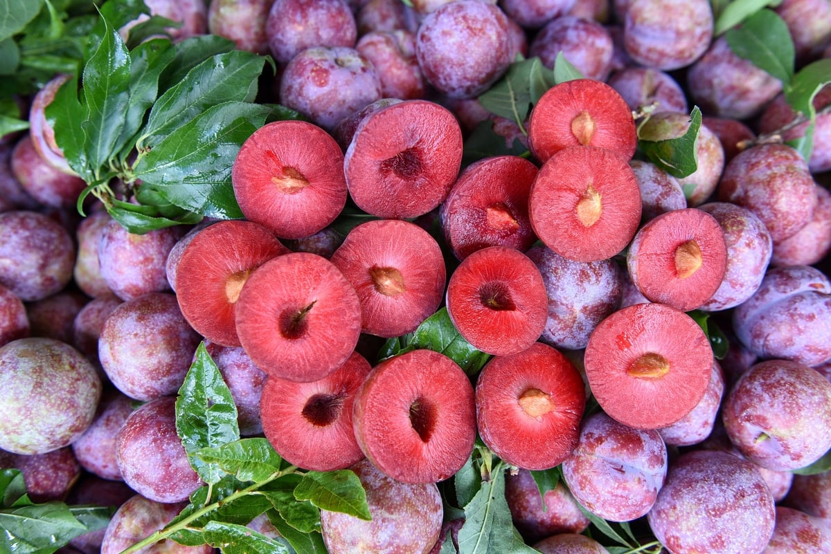 Những quả mận đạt tiêu chuẩn mận Ruby. Ảnh: Dương Đình Tường.
