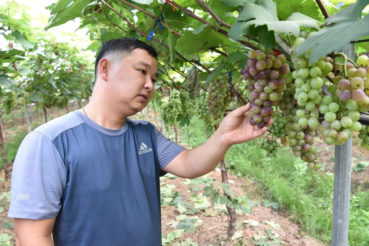 Nguyễn Ngọc Quang ngày đêm bên những cây nho. Ảnh: Dương Đình Tường.
