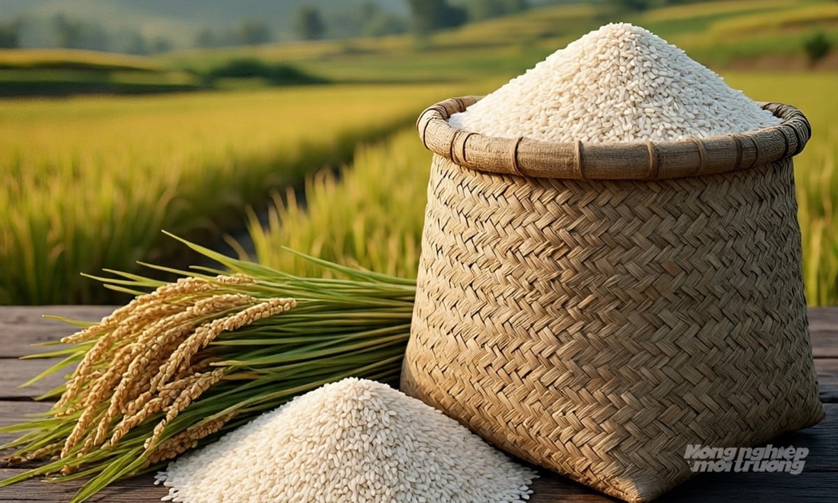 Cập nhật giá lúa gạo hôm nay 19/7/2025 mới nhất