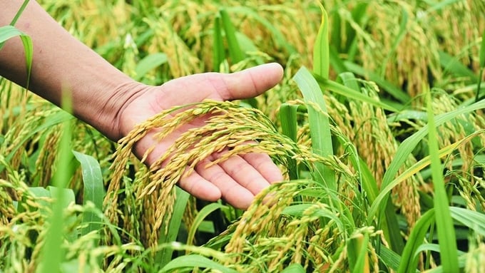 Cập nhật giá lúa gạo hôm nay 12/1/2026 mới nhất