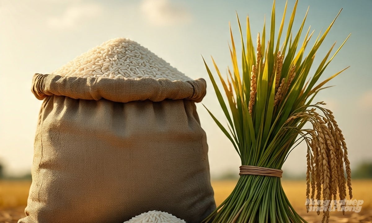 Cập nhật giá lúa gạo hôm nay 10/2/2026 mới nhất