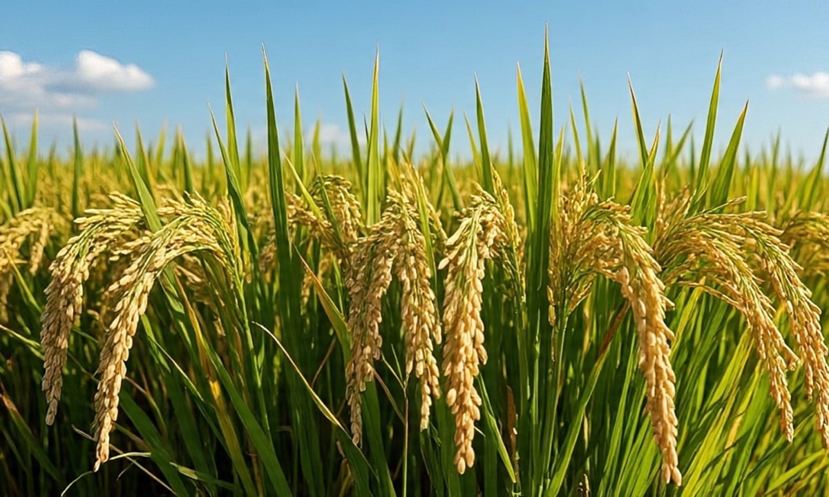 Cập nhật giá lúa gạo hôm nay 9/7/2025 mới nhất