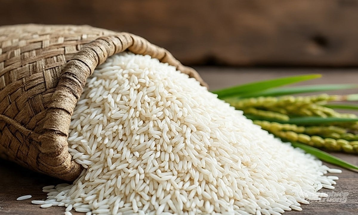 Cập nhật giá lúa gạo hôm nay 20/7/2025 mới nhất