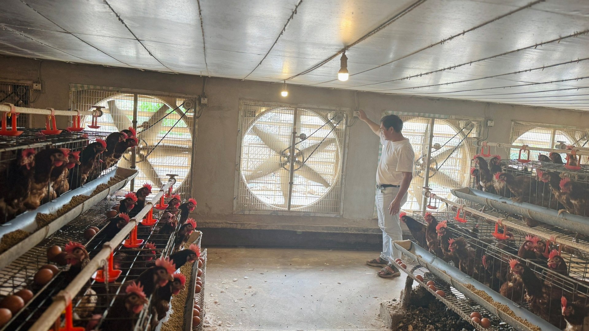 Nhờ công nghệ chăn nuôi tự động khép kín và tách biệt với bên ngoài nên đàn gà của trang trại Vạn An phát triển khỏe mạnh, đẻ trứng rất tốt và đảm bảo môi trường. Ảnh: Ánh Nguyệt.