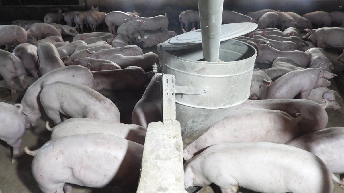 Trang trại heo tại Tây Ninh đang đối diện áp lực rất lớn từ dịch tả heo Châu Phi. Ảnh: Trần Trung.
