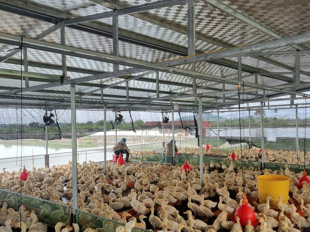 Nếu bão wipha đổ bộ trực tiếp, hàng chục nghìn cơ sở chăn nuôi tại Hải Phòng sẽ bị thiệt hại lớn, nhất là các hộ ngoài đê. Ảnh: Đinh Mười.