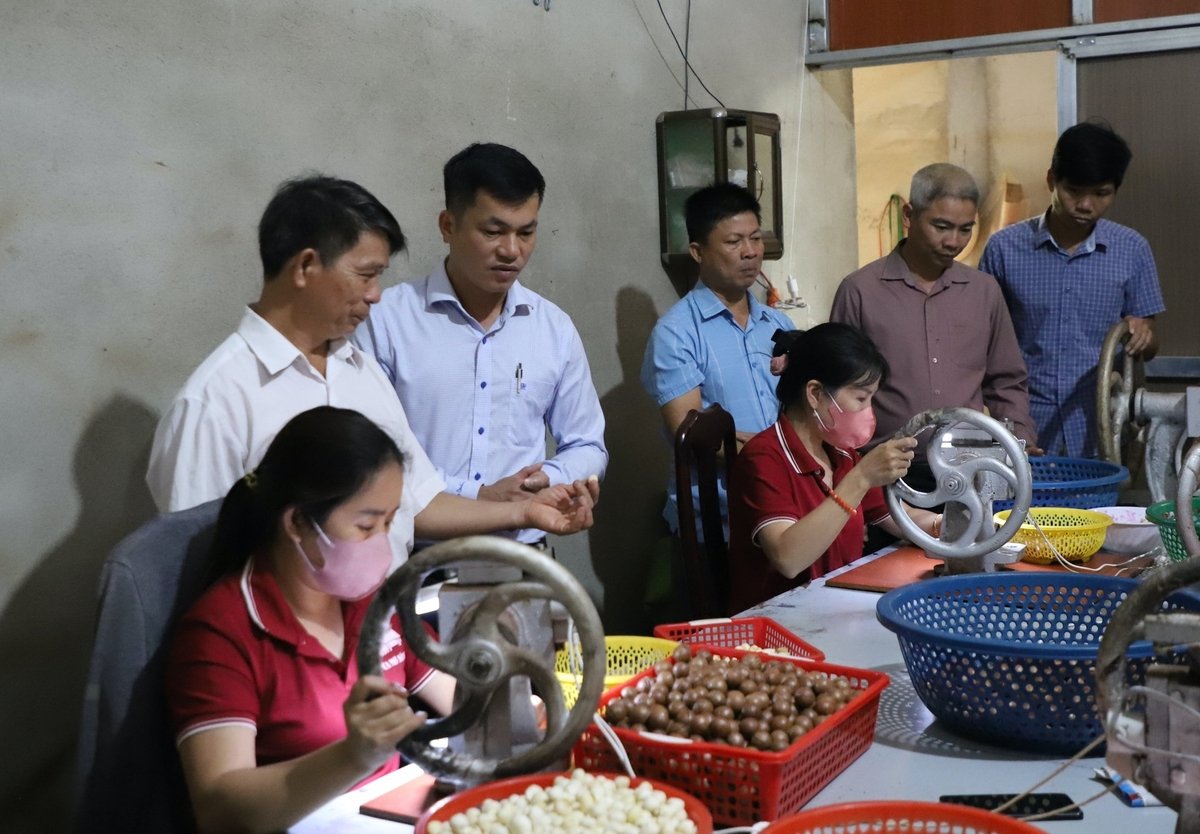Xã Quảng Trực đang từng bước hình thành chuỗi giá trị mắc ca khép kín giúp tạo thêm việc làm cho nông dân. Ảnh: Phạm Hoài.