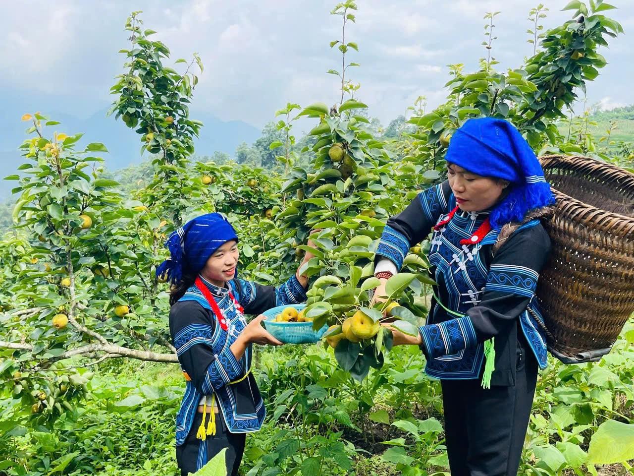 Bà con người Hà Nhì ở Bát Xát (cũ) hái những quả lê căng mọng mời khách du lịch. Ảnh: Lưu Hòa.