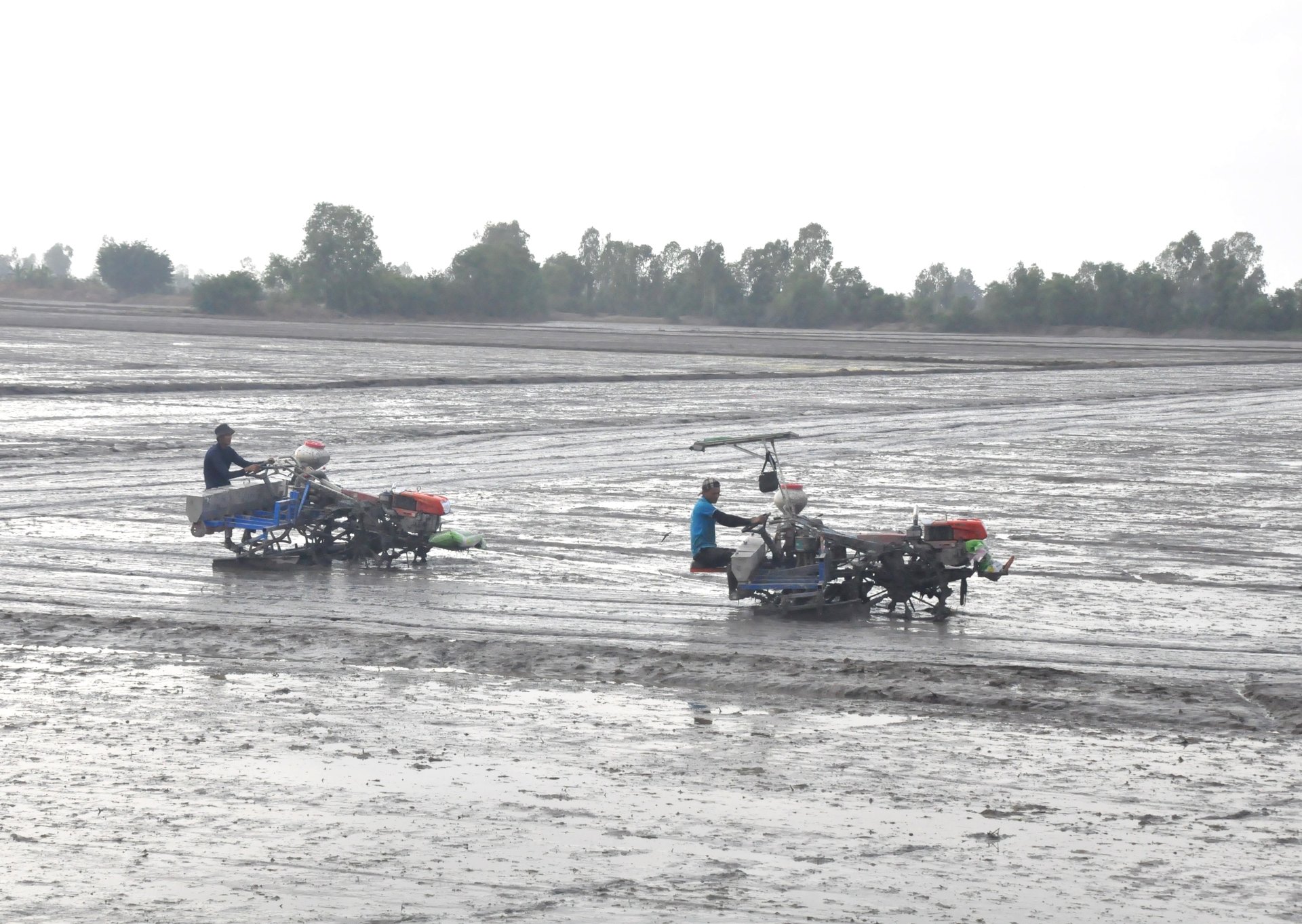 Vụ thu đông 2025, nông dân An Giang ứng dụng biện pháp sạ thưa bằng máy sạ cụm, với lượng lúa giống khoảng 80 kg/ha. Ảnh: Trung Chánh.