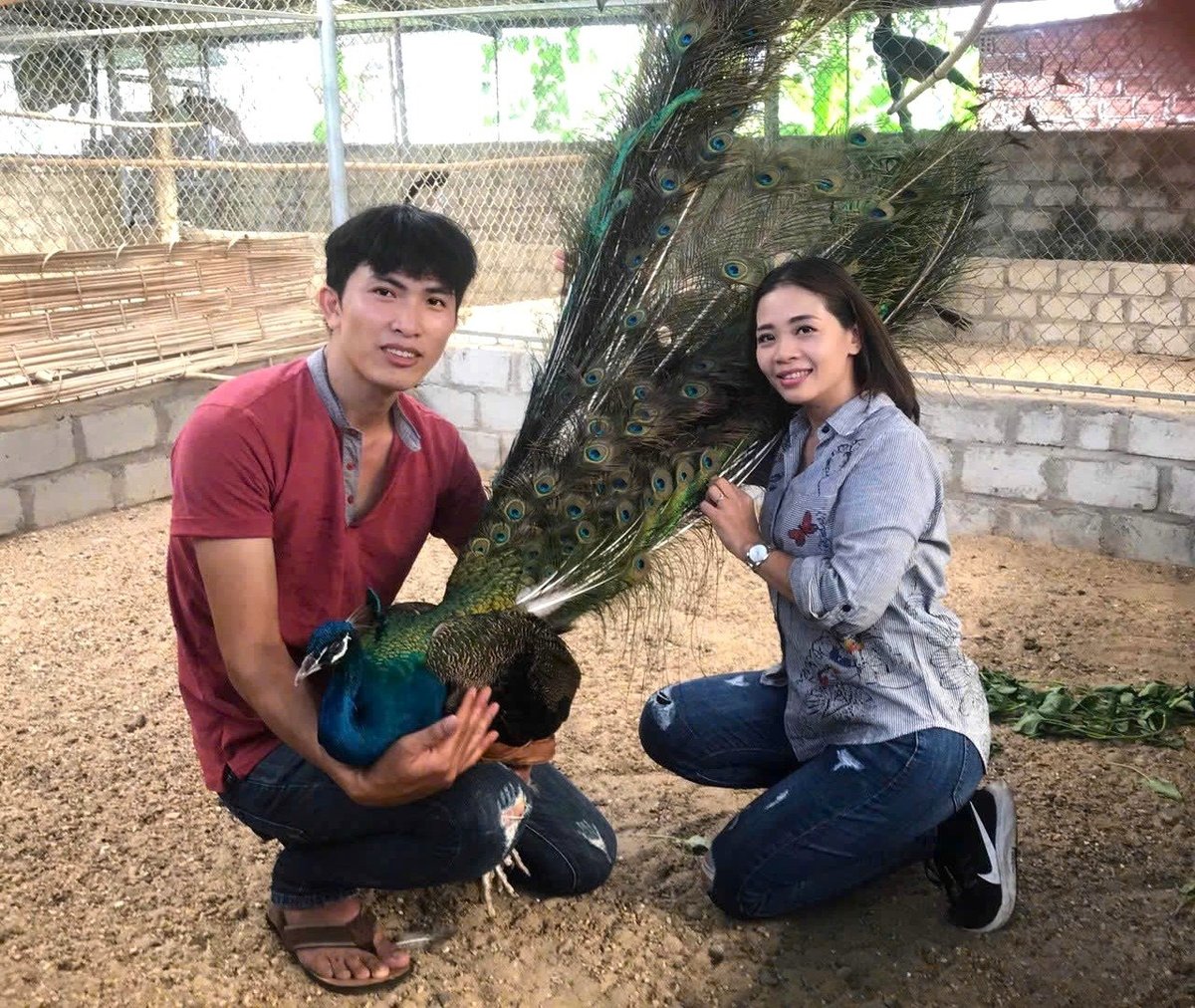 Sau khi trừ các chi phí, mỗi năm gia đình anh thu lãi 500-600 triệu đồng từ kinh doanh loại chim này. Ảnh: Đinh Mười.