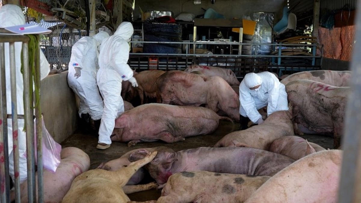 Dịch tả lợn Châu Phi lan rộng ở Quảng Ngãi. Ảnh: Võ Hà.
