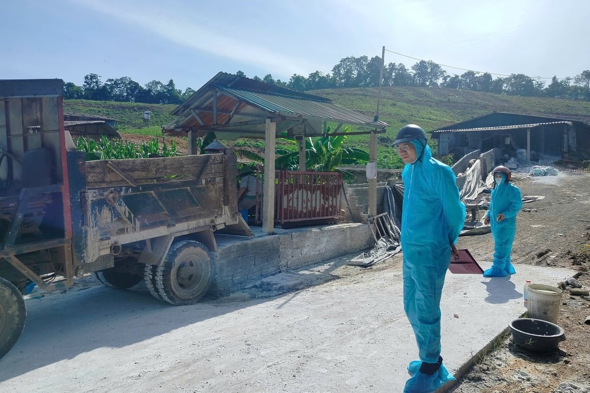 Lực lượng chức năng xử lý lợn mắc bệnh tại Phú Thọ. Ảnh: Sở NN-MT Phú Thọ.