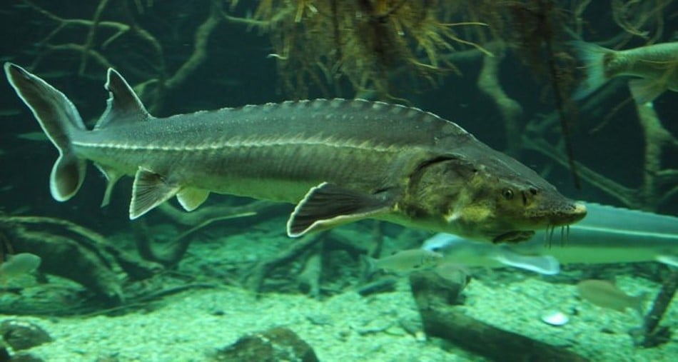 Cận cảnh cá tầm nuôi lồng dưới đồng bằng. Ảnh: Nhân vật cung cấp.