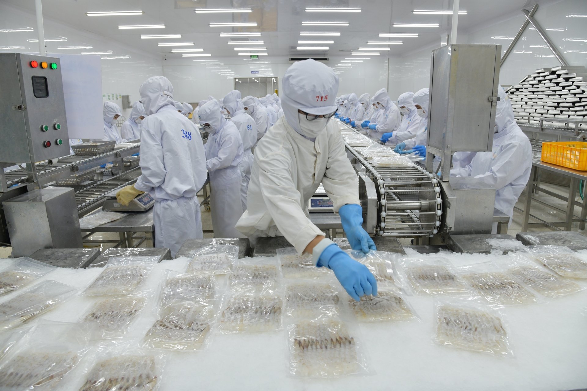 Tính đến hết tháng 6/2025, kim ngạch xuất khẩu tôm của Việt Nam đạt 2,07 tỷ USD, tăng 26% so với cùng kỳ năm ngoái. Ảnh: Hồng Thắm.