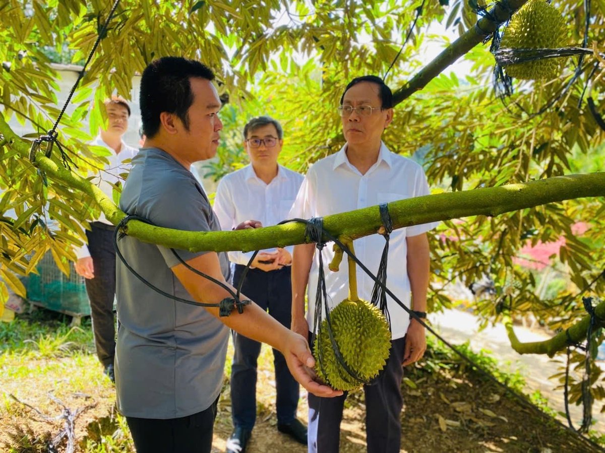 Đoàn khảo sát thăm mô hình trồng sầu riêng tại Sakura farm của hộ ông Nguyễn Phạm Minh (xã Đông Khánh Sơn). Ảnh: Nguyễn Cơ.