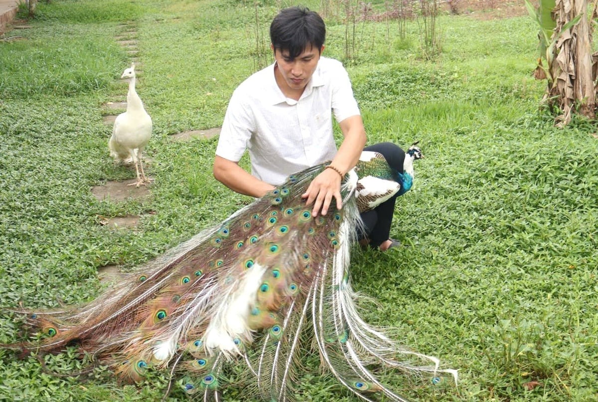 Anh Trần Văn Dũng vui vẻ 'khoe' những chú chim công đã thuần hóa với bộ lông sặc sỡ. Ảnh: Đinh Mười.