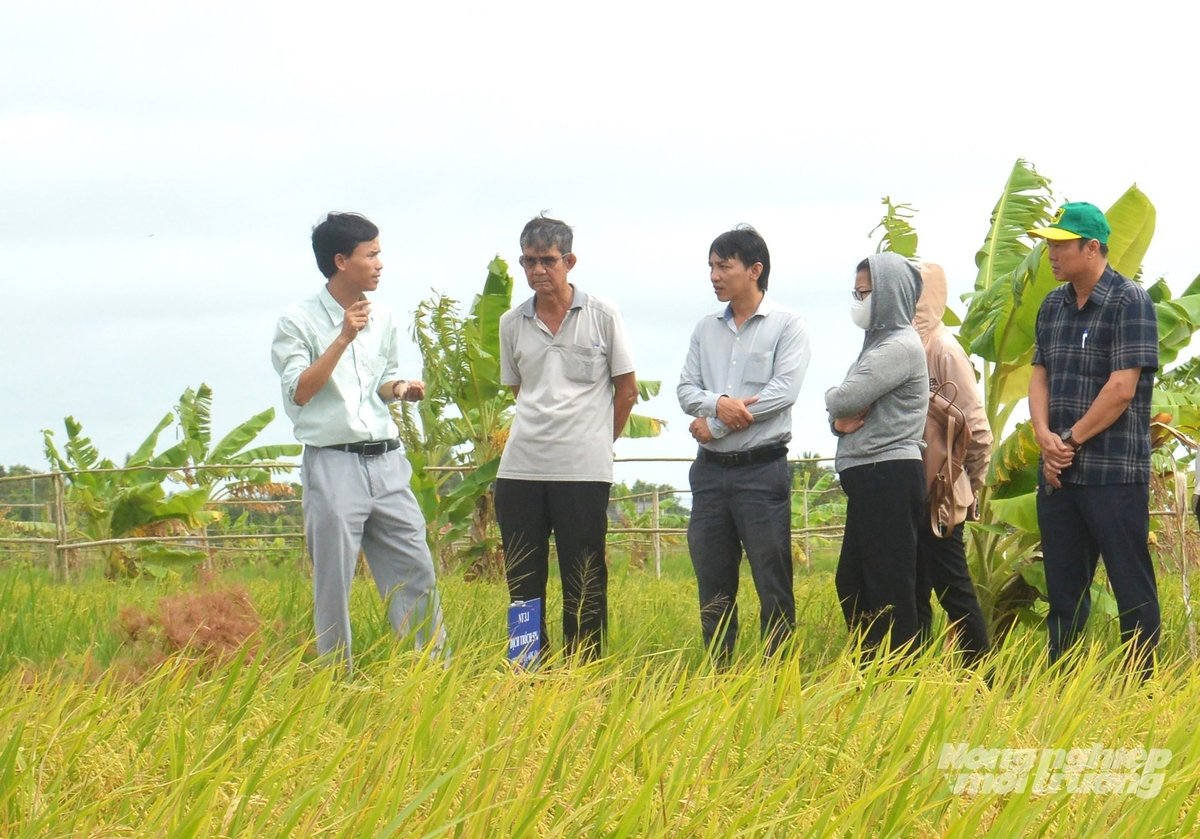 TS Nguyễn Văn Sinh (bìa trái) trao đổi với nông dân về cách tuyến trùng gây hại cho lúa và áp dụng các biện pháp phòng trừ. Ảnh: Trung Chánh.