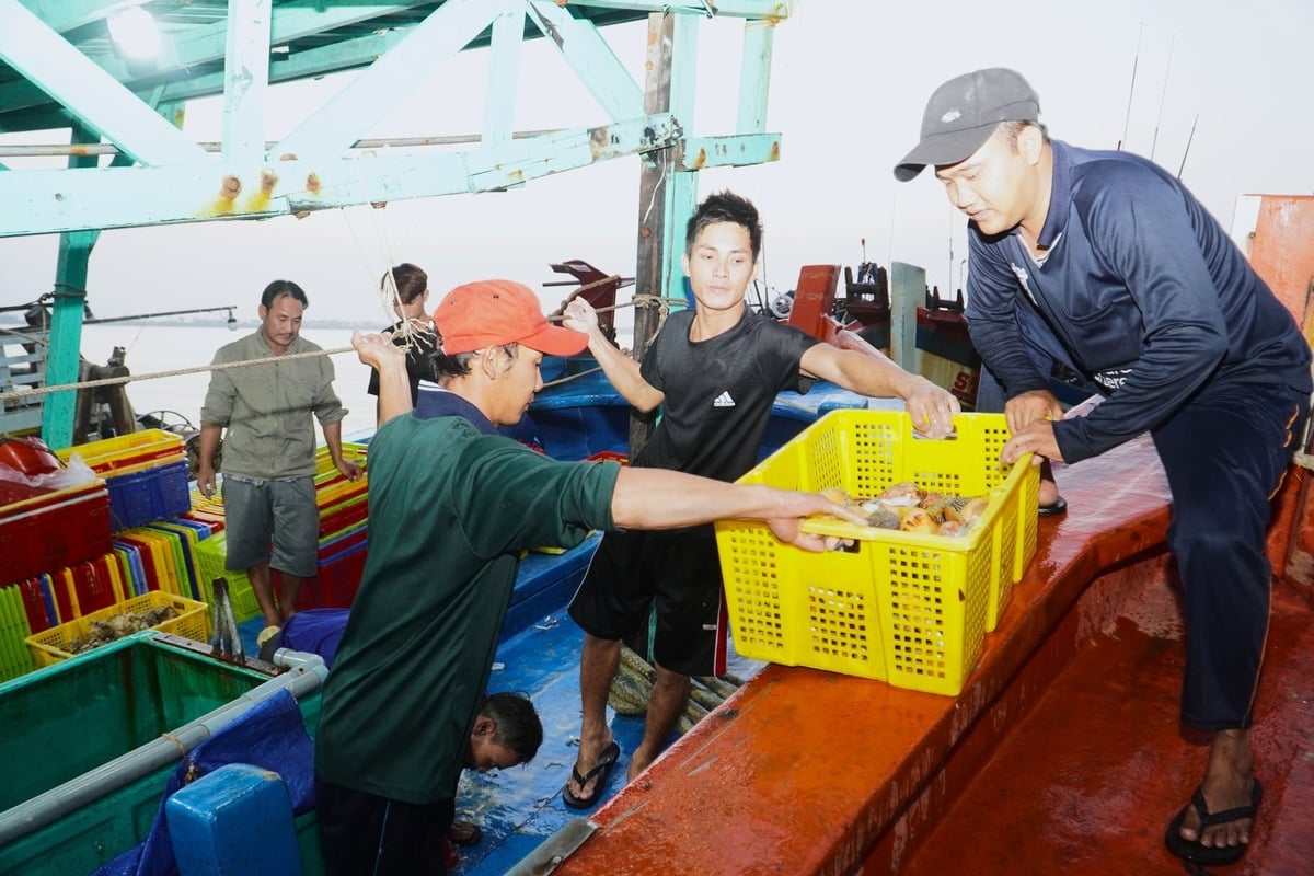 Hiện các Tổ kiểm tra IUU thực hiện việc kiểm tra, kiểm soát các tàu cá ra, vào cảng 24/24 giờ, tất cả các ngày trong tuần. Ảnh: Kim Anh.