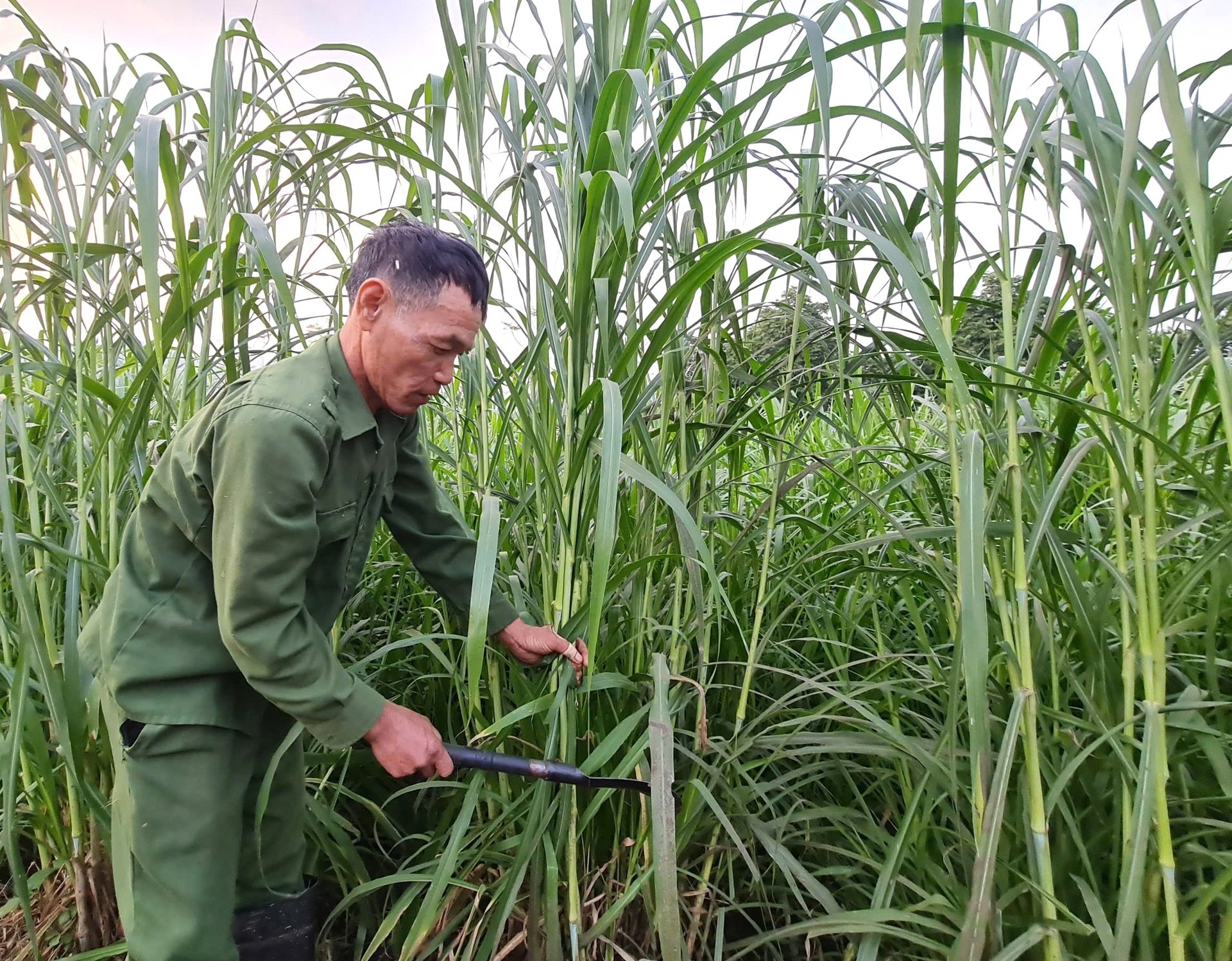 Vùng đồng cỏ làm thức ăn cho bò sữa tại thôn Cây Quân, phường Mỹ Lâm, tỉnh Tuyên Quang. Ảnh: Đào Thanh.