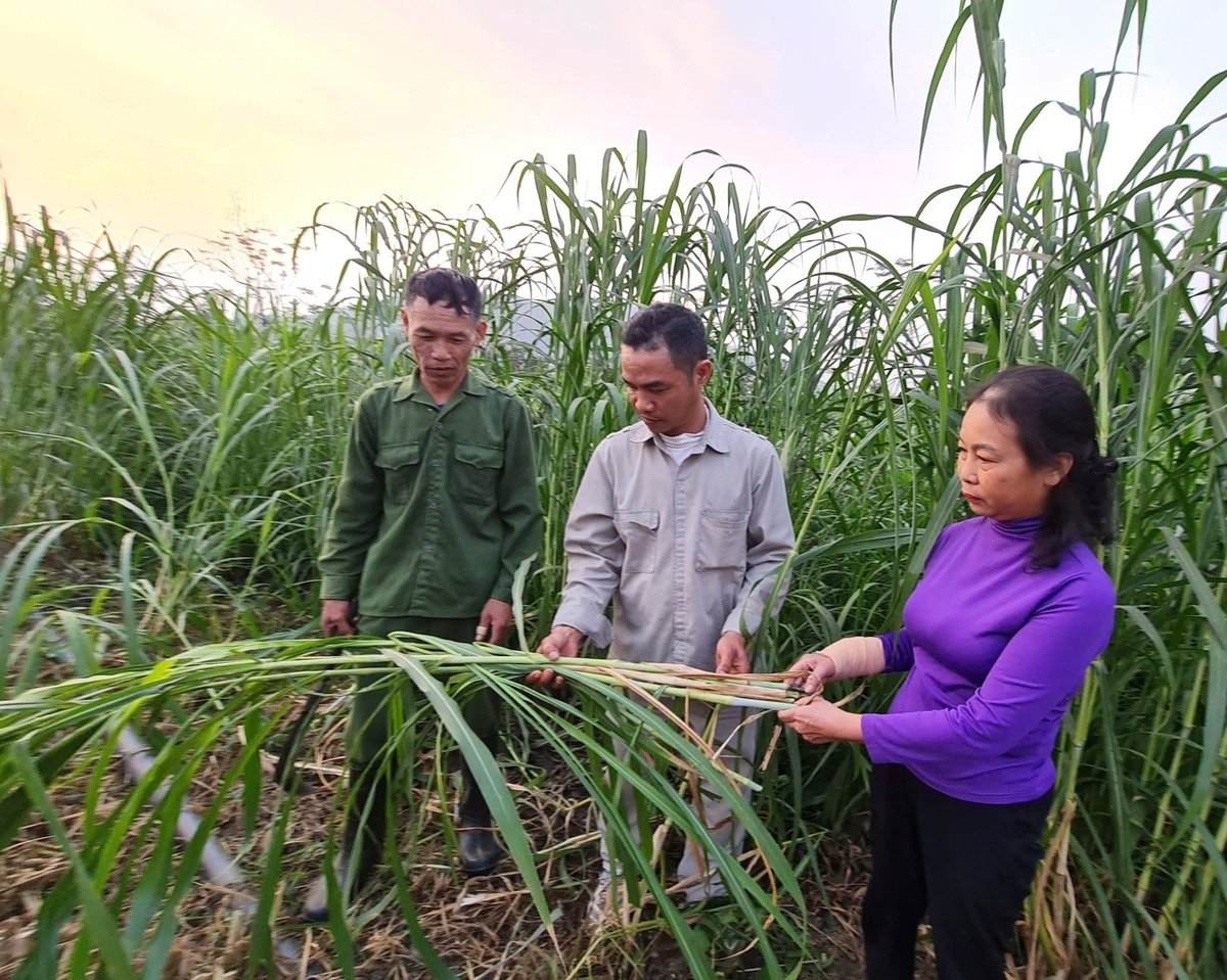 Nhờ trồng cỏ làm thức ăn cho bò sữa, nhiều hộ dân ở phường Mỹ Lâm có thu nhập ổn định. Ảnh: Đào Thanh.