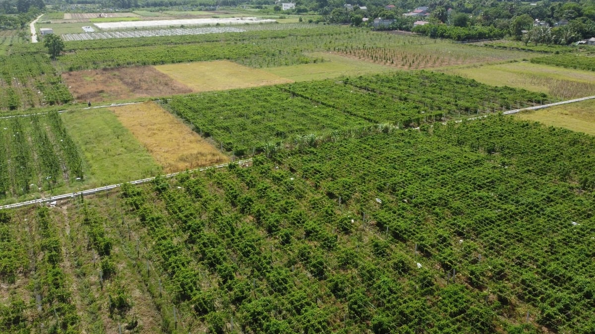 Xã Công Chính hiện có 40 hecta trồng hoa thiên lý, trong đó có 12 hecta đạt tiêu chuẩn VietGAP. Ảnh: Thanh Tâm.