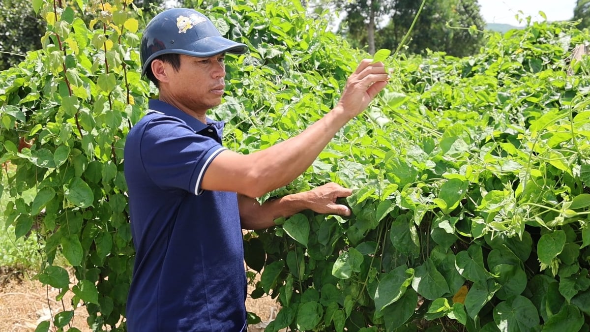 Anh Nguyễn Trọng Diện có thu nhập hơn 700 triệu đồng mỗi năm từ 2 hecta hoa thiên lý. Ảnh: Thanh Tâm.