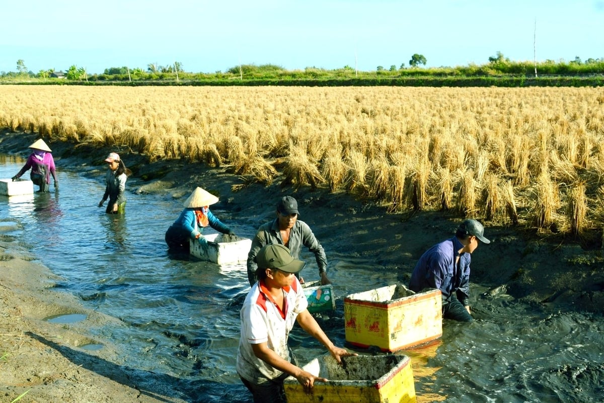 Nông dân trong vùng lúa - tôm ở tỉnh Cà Mau bước vào vụ thu hoạch tôm. Ảnh: Kim Anh.